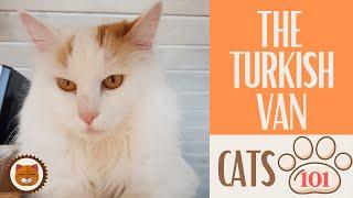  Cats 101  TURKISH VAN CAT - Top Cat Facts about the TURKISH VAN