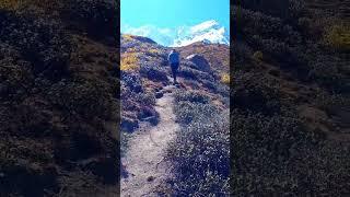 Epic Dog Hike in Snowy Mountains ️ | Beautiful Nature Trail Adventure #dogadventures