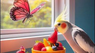 A Day in the Life of a Curious Cockatiel #Cockatiel  #BirdLovers #PetBirds #Parrot #CockatielLife