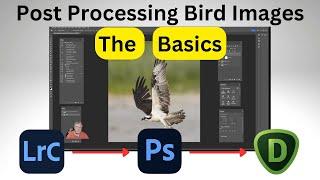 Post Processing Bird Images - The Basics with Lightroom Classic, Photoshop, and Topaz Denoise