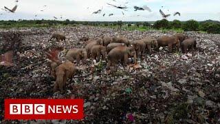 Sri Lanka digs trench to deter scavenging elephants - BBC News