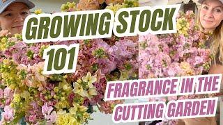 Growing stock 101: guide to the most fragrant bloom in the cutting garden!