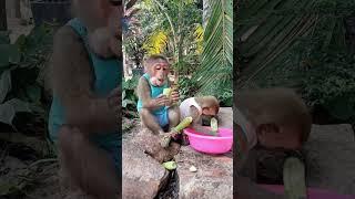 Baby monkey eating fruit #monkeydluffy #monkeysr #monkeychallenge #babymonkey #monkeyvideo #monkeys