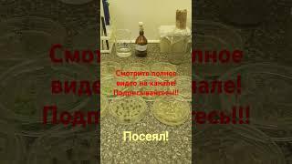 LAB VIBE: чем я занимаюсь в своём вузе #микробиология #биотехнология #эндофиты #растение #выделение
