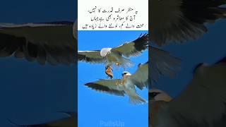 Stolen glory in the sky #birds #eagles #wildlife #nature #trending #sky #shorts #viralvideo #usa