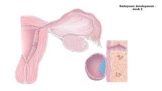 Embryonic development -  week 1 and 2