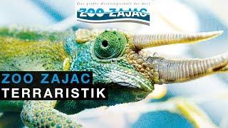 ZOO ZAJAC – TERRARISTIK