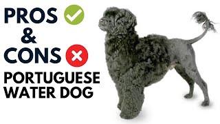 Portuguese Water Dog Breed Pros and Cons | Portuguese Water Dog Advantages and Disadvantages