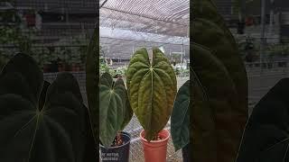 Humidity Hack Every Plant Parent Needs 