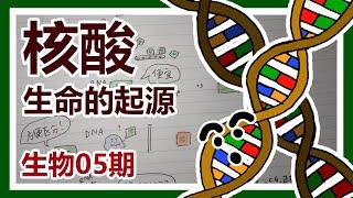 核酸——生命的起源【生物05期】