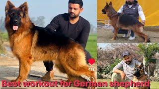 Best workout for German shepherd