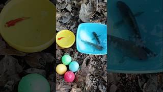 Finding ornamental fish colored eggs and colorful fish#ornamentalfish #fishing #fish #egg