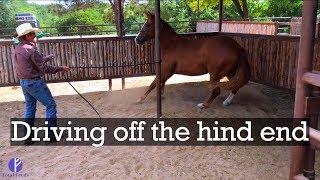 Training your horse to turn - Everyday Horsemanship Tips