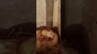 Куры Амераукана "за работой"