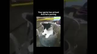 Music & memes – the perfect combo! #sillycat #funnyanimals #funnycats