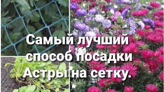 Как высадить астру в открытый грунт  на сетку. 19 мая 2021 г.