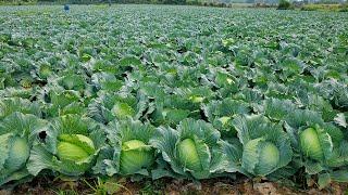 Cabbage Farming: A Step-by-Step Guide for Beginners - Agriculture