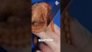 Do Octopuses Feel Pain? The Science Explained