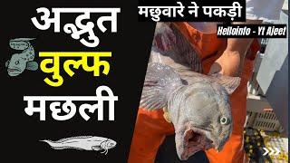 Amazing wolf fish  मछुवारे ने पकड़ी अद्भुत वुल्फ मछली Short Video #amazingwolffish #shorts