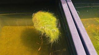 How To Create/Culture Floating Algae For Outdoor Ponds and Fishtubs.