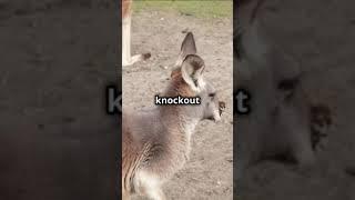 Eastern Kangaroo Mating For Rights  #trending #wildlife #subscribe