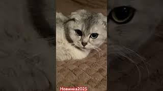 Мия #music #funny #comedy #novel #memes #remix #humor #fun #sketch