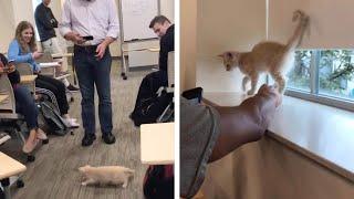 College Students Bring Stray Cat Into Class