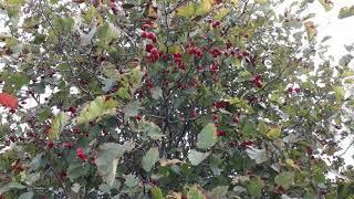 #сад /  Плодоношение боярышника ( лат.Crataegus laevigata) Наследство внукам. Обзор урожая