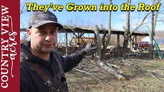 Cutting Down the Trees that are growing into the Firewood Shed Roof.