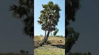 Palam Trees