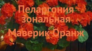 Пеларгония зональный Оранж  зональный пеларгония Оранж обзор: как сажать, семена пеларгонии Оранж