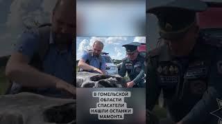 В Гомельской области спасатели нашли останки мамонта