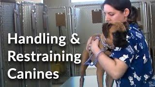 Veterinary Technician and Assistant Training: Handling and Restraining Dogs