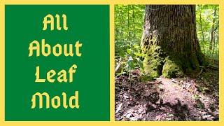 The Magic Ingredient In Natural Fertilizer - All About Leaf Mold - Where To Find It - How To Make It