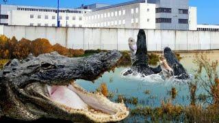 Breaking News! Florida A.G wants to put 'E-Lee-Guhls' in detention center, surrounded by alligators.