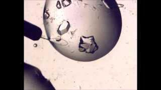 Protein Crystal Examination and Pickup Tutorial