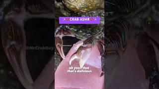 SOUNDS from CRAB PEDICURE | CRAB ASMR Sounds 🫠#shorts