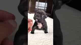 Anak Anjing Lucu #shorts #video