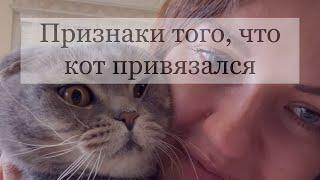 10 ПРИЗНАКОВ ТОГО, ЧТО КОТ ПРИВЯЗАЛСЯ К ХОЗЯИНУ