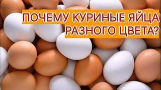 Почему куриные яйца разного цвета?