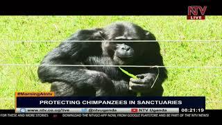 Ngamba Island Chimpanzee Sanctuary celebrates 25th anniversary