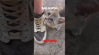 oh my sweet kitty baby 2 #shorts #fyp #foryou #funny #kitten