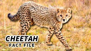 Cheetah Facts: the FASTEST land ANIMAL  Animal Fact Files