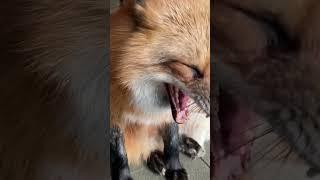 Ли Сяо / Alice the Fox Лиса Алиса (Белки стучатся в окно!!)