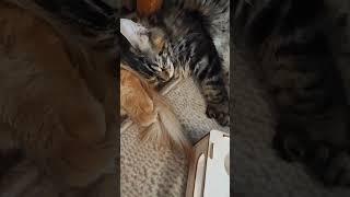 мейн-кун Цезарь и Манечка #забавныеживотные #мейнкун #кот #смешныеживотные