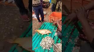 7 kg wala kamal kart fish #blog #blogger #fish #food