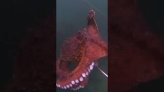 CAPTURO UN GRAN PULPO  PESCA SUBMARINA DE AUTOCONSUMO #shorts