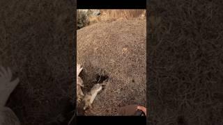Epic catch  #hunting #falconry #dachshunds