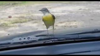 Eastern Yellow-Wagtail attacks car-windshield  4K