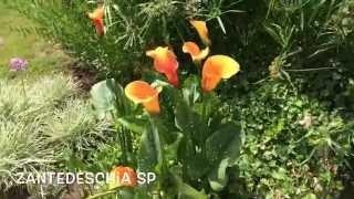 Zantedeschia sp. Garden Center online Costa Brava - Girona.